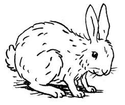 Meerschweinchen ausmalbilder malvorlagen / meerschweinchen ausmalbilder kostenlos zum ausdrucken : Https Www Persen De Media Ntx Persen Sample 23543da1 Musterseite Pdf