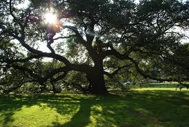 Lincoln's proclaimation sowed acorns amongst dissent; Hampton University Fights To Save Emancipation Oak Threatened By Highway Expansion