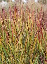Image result for Panicum hirtum