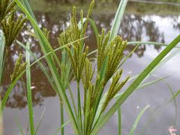Image result for Cyperus exaltatus