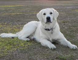 Rated as one of the top breeders and trainers of white lab puppies, there's no need to search where to find labrador puppies for sale anymore. Golden Retrievers Ontario British Style Golden Retrievers Retriever Golden Retriever Dog Breeder