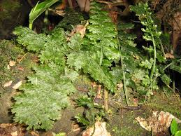 Image result for Vandenboschia