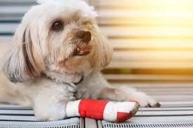 So whether you need to insure your puppy, or are looking for pet insurance for older dogs, animal friends can cater for your dog's requirements and your budget. Is Pet Insurance Worth The Cost The Dogington Post