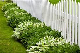 Hosta plant poisonous to dogs. Are Hosta Plants Really Poisonous Let S Find Out Gardenerdy