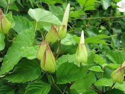 Other types of weedkiller will kill only the top growth, and bindweed simply regrows from the roots. Hedge Bindweed Or Wild Morning Glory An Invasive Plant In Bc Owlcation