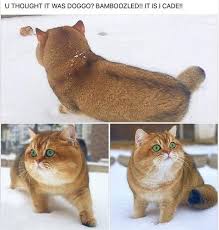 Funny Animal Pets Meme Can Make You Laugh In 2020 Animal Memes Pets Pet Bunny