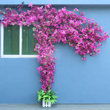 Image result for Bougainvillea