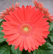 Image result for Gerbera jamesonii
