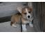 Corgi Puppies Price