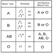 how do multiple alleles affect the number of phenotypes