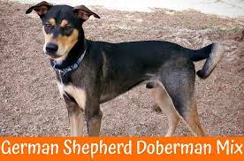 They have a similar look to their parents a domed forehead. German Shepherd Doberman Mix All You Need To Know 8 Faq