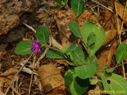 Image result for Lophiocarpaceae