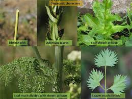 Image result for Apiaceae
