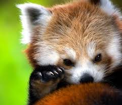 Puppy Love By Consuelo Red Panda Baby Cute Animals Cute Baby Animals