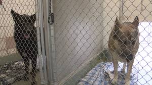 Our adoption center is open daily while this isn't a perfect science (genetics can certainly be surprising sometimes!), it can help guide adopters to a pet that fits their family and lifestyle. Albuquerque Animal Welfare Need Fosters During Coronavirus Pandemic Krqe News 13