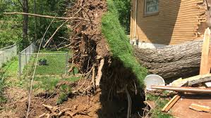 Maybe you would like to learn more about one of these? Massive Tree Falls Through Hermitage Home Couple Says It S A Miracle They Re Alive Wztv