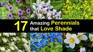 We did not find results for: 17 Amazing Perennials That Love Shade