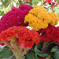 Flower Seeds Flower Seeds Online Flowers