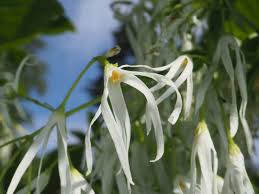 Image result for Chionanthus niloticus