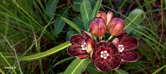 Image result for Glossostelma