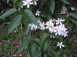 It is unsightly, but is usually not an indication that the plant is dying. Clematis Armandii Armand Clematis Evergreen Clematis North Carolina Extension Gardener Plant Toolbox
