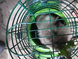 Pins nigh hay rack bedding box ideas download wooden hay racks for goats download prices happy pet wooden hay rack diy where to. Zippi Tunnel T Section And Hay Rack Zippi Rabbit Tunnel Accessories Rabbit Hutches Rabbit Runs And Rabbit Tunnels Omlet