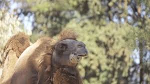 Click here to get an answer to your question how many humps does a bactrian camel have? Bactrian Camel Stock Videos Royalty Free Bactrian Camel Footage Depositphotos