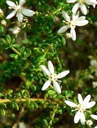 Image result for Mostuea microphylla