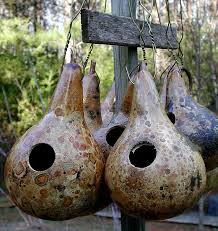 Birdhouse Gourds For Sale Near Me Gourd Seeds Birdhouse With Dipper To Grow Your Own Gourd Art Gourds