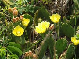 Now conservationists are finding creative ways to rescue them. Little Naturalists Wildflowers Everywhere Mommypoppins Things To Do In New York City With Kids