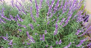 Pin By Elizabeth On Efflorescence Hummingbird Plants Salvia Sage Plant
