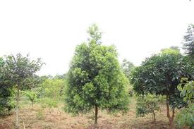 Image result for Afrocarpus usambarensis