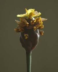 Image result for Xyris peteri