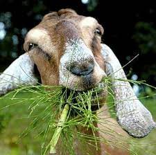 The nutrition of hay can also vary widely depending on its maturity when it was cut and baled. Google Brings The Damn Goats Back Techcrunch