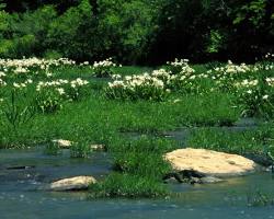 Image of Cahaba River National Wildlife Refuge Birmingham