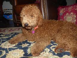 Welcome to our site where you can find information about english golden retrievers and goldendoodles. Non Shedding Dogs Goldendoodle Breeder Houston Goldendoodles Friendswood Tx