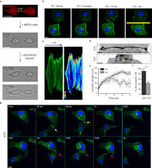 Cell junctions primarily act as communicators between cells. Myosin Ii Isoforms Play Distinct Roles In Adherens Junction Biogenesis Elife