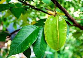~pitangatuba~ fruit tree eugenia selloi neonita star cherry live sml pot'd plant. Growing Star Fruit How To Grow Star Fruit Tree From Seed Carambola Fruit