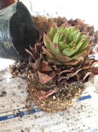 センペルビウムの下の葉を取り除き美人苗になりました 多肉植物とチョコレート