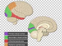 It is situated just posterior to the central sulcus, a prominent fissure that runs down the side of the cerebral cortex. Visual Cortex Cerebral Cortex Primary Motor Cortex Parietal Lobe Primary Somatosensory Cortex Png Clipart Anatomy Brain