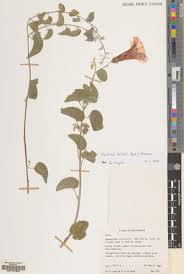 Image result for Wolffiella repanda