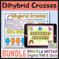 The 9:3:3:1 phenotypic ratio that we calculated using the product rule can also be obtained using punnett square (figure 6.0. Dihybrid Crosses Bundle Distance Learning By Emmatheteachie Tpt