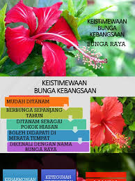 Baru 30++ wallpaper gambar bunga raya. Keistimewaan Bunga Kebangsaan