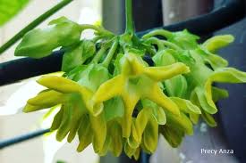 Production and distribution of sugar and edible oils; Telosma Cordata Cowslip Creeper Vine And Its Edible Flowers Dengarden