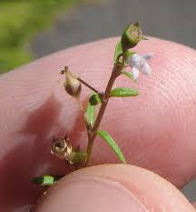 Image result for Oldenlandia angolensis