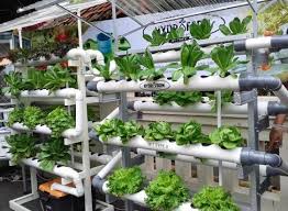 The current 4' length supports (10) towers with (8) slots per tower. Hydroponic Design Ideas For Android Apk Download