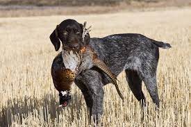 Akc german wirehair pointer ready 7/21. The German Wirehaired Pointer A Bird Dog That Does It All