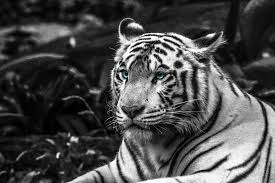 White tiger tattoo designs come in a variety of different shapes, sizes, and colors. Riding The White Tiger Protecting And Honoring Your Yin Energy Red Lotus Letter