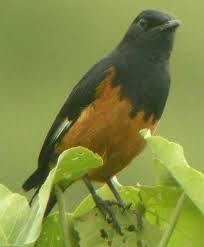 Image result for Clutia monticola