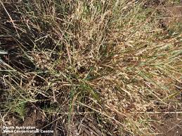 Image result for Enteropogon